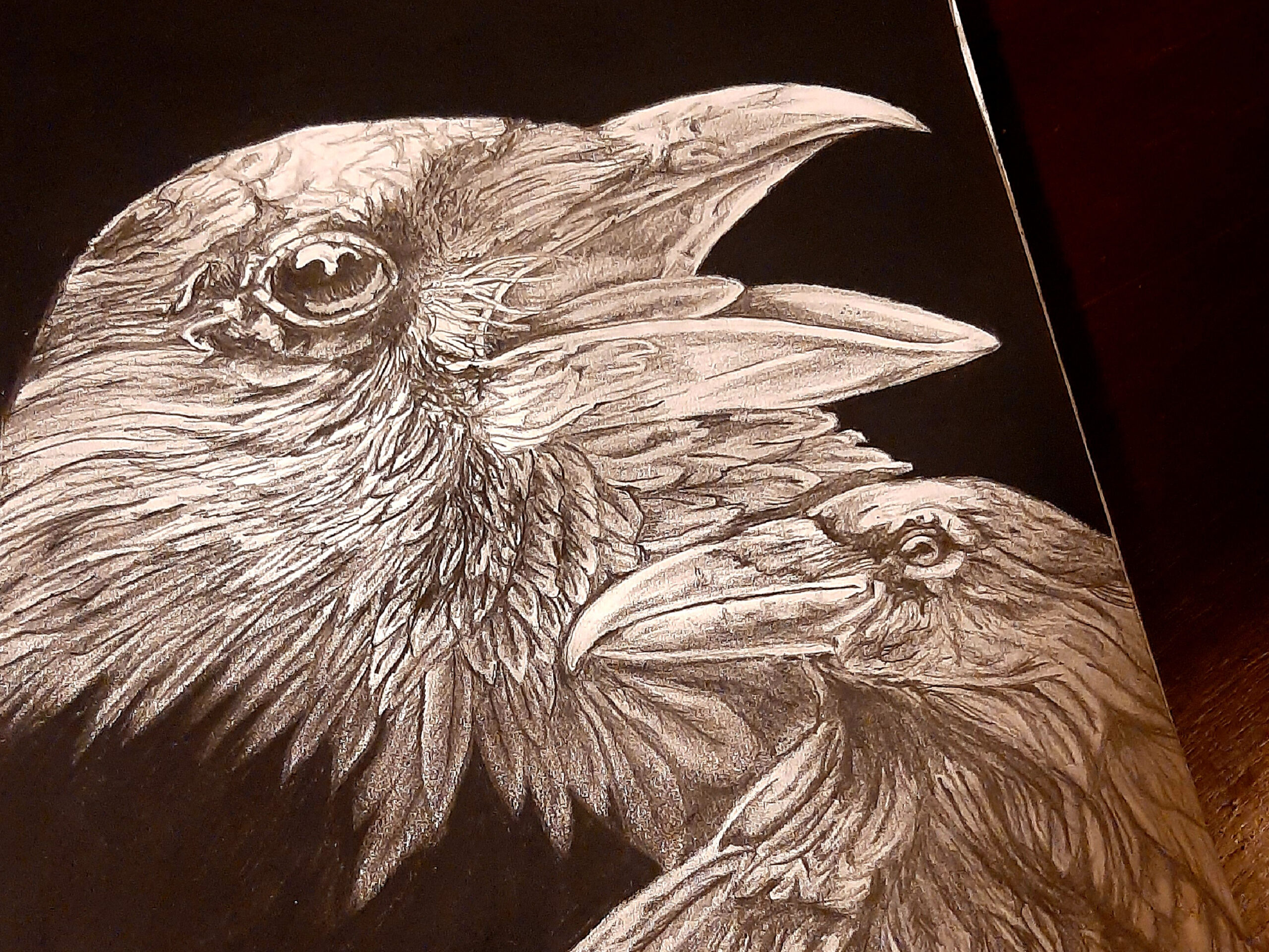 Crow Drawing